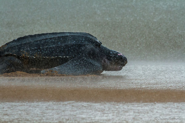 Tortue luth — Dermochelys coriacea (Vandelli, 1761), (Plage des Salines, Remire-Montjoly, Guyane, le 08/05/2017)