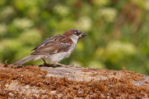 Moineau domestique — Passer domesticus (Linnaeus, 1758)