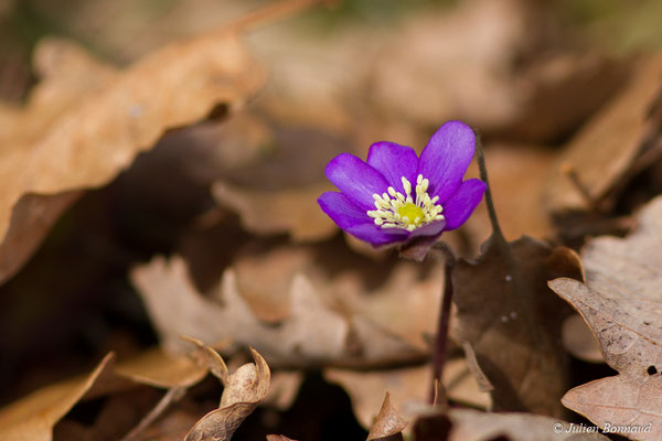 Anémone hépatique — Hepatica nobilis Schreb., 1771