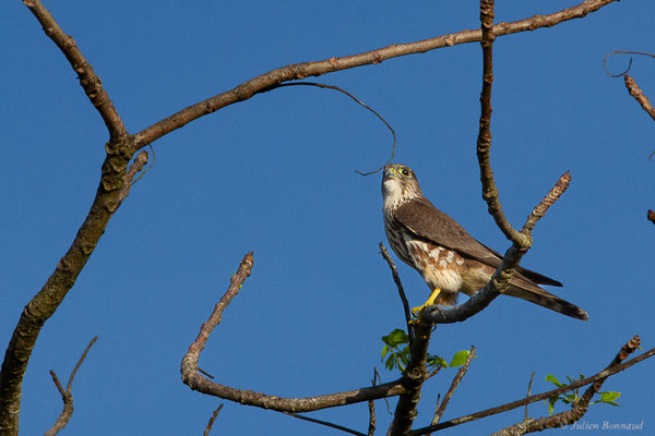 Faucon émerillon — Falco columbarius Linnaeus, 1758, (route de Guatémala, Guyane le 04/12/2016)