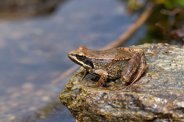Grenouille Ibérique — Rana iberica Boulenger, 1879, (Parc naturel du lac de Sanabria (Zamora), Espagne, le 06/07/2022)