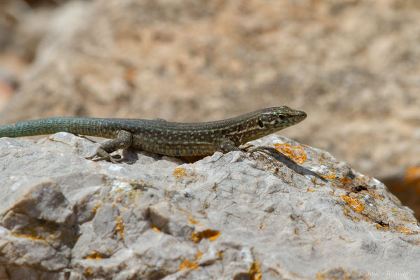 Lézard des Baléares — Podarcis lilfordi (Günther, 1874)