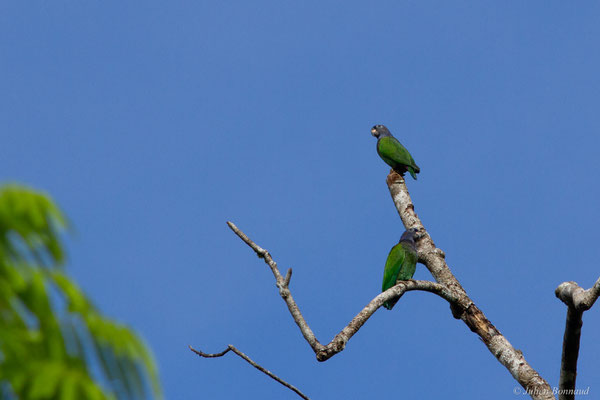 Pione à tête bleue — Pionus menstruus (Linnaeus, 1766), (mine d'or Espérance, Apatou, Guyane, le 15/05/2017)