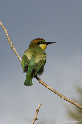 Guêpier d'Europe — Merops apiaster Linnaeus, 1758, (Bonifacio (2A), France, le 06/09/2019)