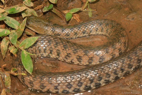 Hélicops léopard — Helicops leopardinus (Schlegel, 1837), (Salines, Remire-Montjoly, Guyane, le 19/05/2015)
