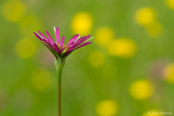 Salsifis à feuilles de poireau — Tragopogon porrifolius L., 1753, (Braud-et-Saint-Louis (33), France, le 09/05/2019)