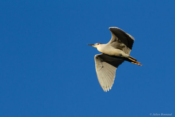 Bihoreau gris — Nycticorax nycticorax (Linnaeus, 1758)