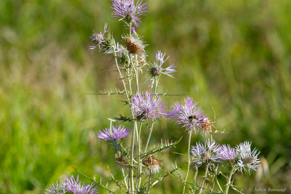 Galactitès tomenteux, Centaurée tomenteuse — Galactites tomentosus Moench, 1794