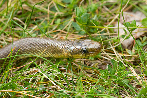 Couleuvre d'Esculape — Zamenis longissimus (Laurenti, 1768)