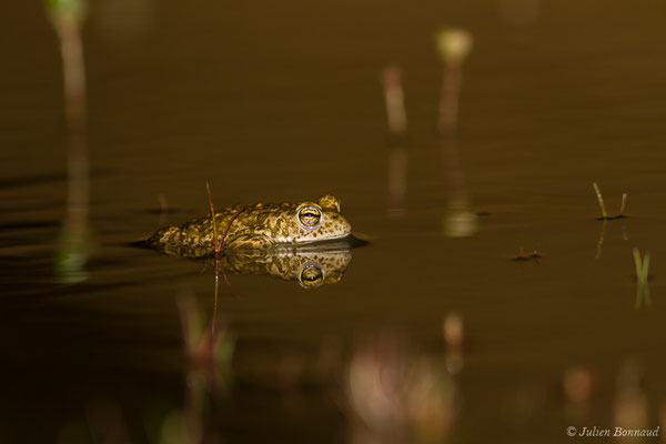 Crapaud calamite — Epidalea calamita (Laurenti, 1768)