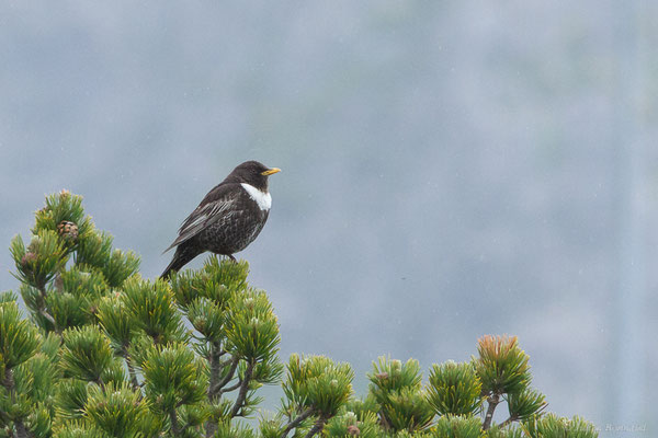 Merle à plastron — Turdus torquatus Linnaeus, 1758, (Station de ski de La Pierre Saint-Martin, Arette (64), France, le 05/05/2023)