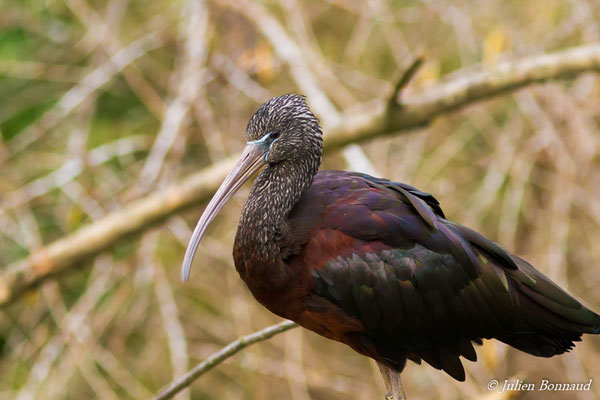 Ibis falcinelle — Plegadis falcinellus (Linnaeus, 1766), (adulte) (Parc zoologique de Paris (75), France, le 24/11/2016)