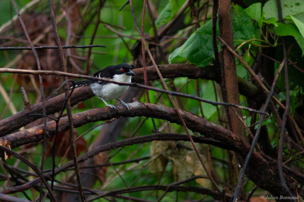 Grand Batara — Taraba major (Vieillot, 1816), (Saint-Pierre, Guyane, le 31/01/2017)