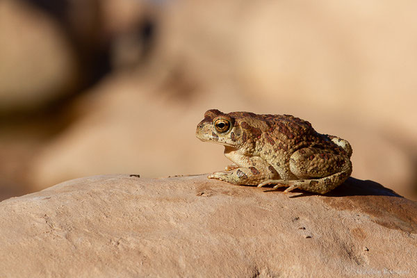 Crapaud berbère — Sclerophrys mauritanica (Schlegel, 1841), (Tafedna, (Marrakech-Tensift-Al Haouz), Maroc, le 25/01/2023)