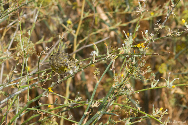 Serin cini — Serinus serinus (Linnaeus, 1766), (Salamanque (Castille-et-León), Espagne, le 07/09/2018)