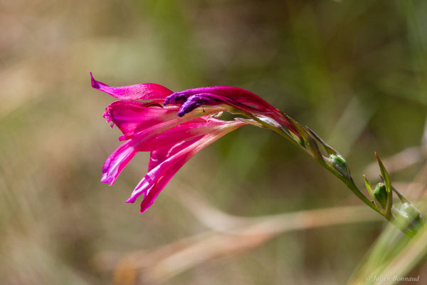 Glaïeul d'Illyrie — Gladiolus illyricus W.D.J.Koch, 1837