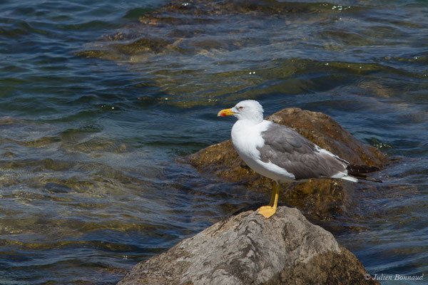 Goéland brun — Larus fuscus Linnaeus, 1758, (adulte) (Lisbonne, Portugal, le 26/08/2018)