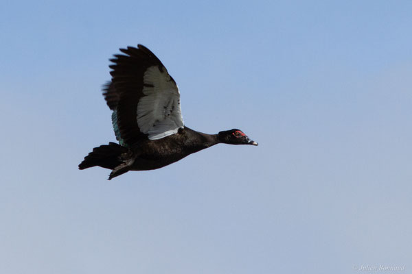 Canard musqué — Cairina moschata (Linnaeus, 1758)