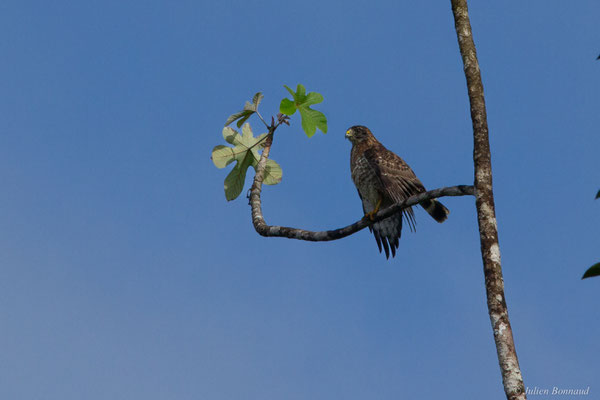 Petite Buse — Buteo platypterus (Vieillot, 1823), (adulte), (Barrage de Petit-Saut, Kourou, Guyane, le 13/12/2016)