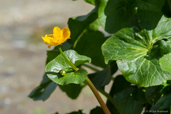 Populage des marais — Caltha palustris L., 1753