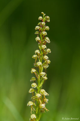 Homme-pendu — Orchis anthropophora (L.) All., 1785