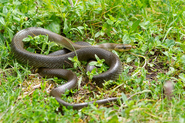 Couleuvre d'Esculape — Zamenis longissimus (Laurenti, 1768)