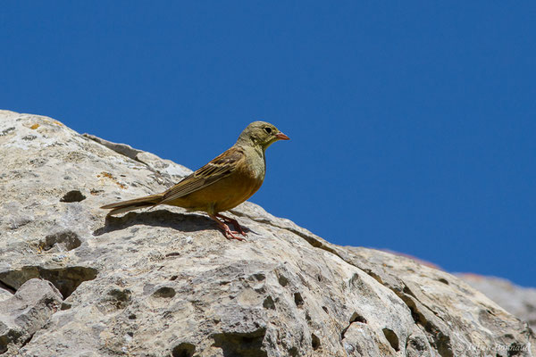 Bruant ortolan — Emberiza hortulana Linnaeus, 1758, (mâle adulte) (Col du Pourtalet, Laruns (64), France, le 22/06/2019)