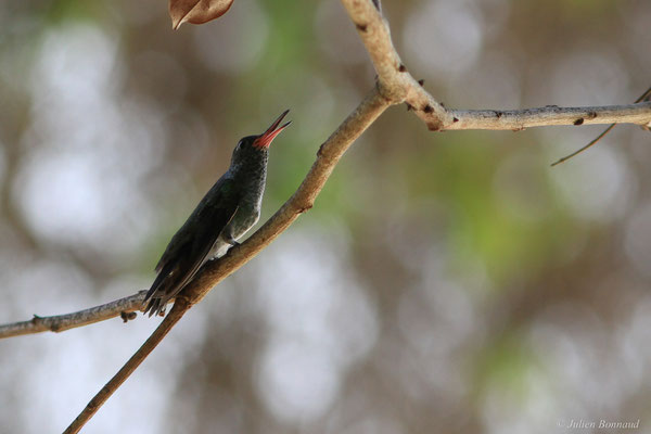Ariane de linné — Chionomesa fimbriata (Gmelin, JF, 1788), (Remire-Montjoly, Guyane, le 20/11/2015)