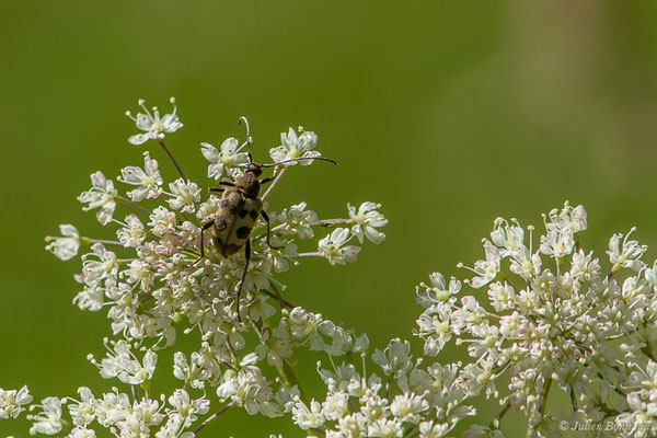 Lepture trapue (Pachytodes cerambyciformis) (Sers (65), le 20/06/2020)