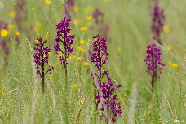Orchis à fleurs lâches — Anacamptis laxiflora (Lam.) R.M.Bateman, Pridgeon & M.W.Chase, 1997