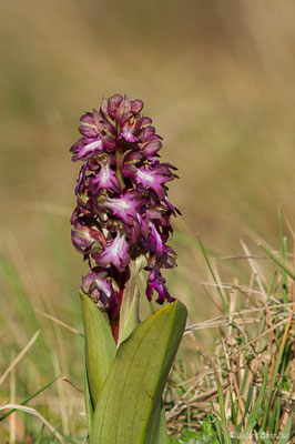 Orchis géant — Himantoglossum robertianum (Loisel.) P.Delforge, 1999, (La Crau (13), France, le 21/02/2020)