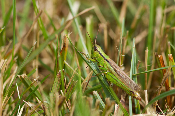 Criquet des Roseaux ou Parapleure alliacé — Mecostethus parapleurus (Hagenbach, 1822), (Buzy (64), France, le 01/10/2020)