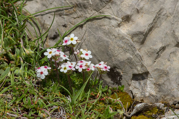 Androsace velue – Androsace villosa L., 1753, (Col du Pourtalet, Laruns (64), France, le 22/06/2019)