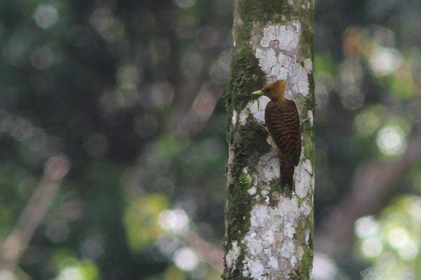 Pic ondé — Celeus undatus (Linnaeus, 1766), (Crique Gervais, Guyane, le 17/03/2016)