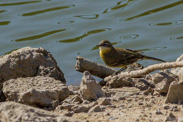 Bergeronnette printanière — Motacilla flava Linnaeus, 1758, (Parc national de Doñana, El Rocio (Andalousie), le 04/08/2020)