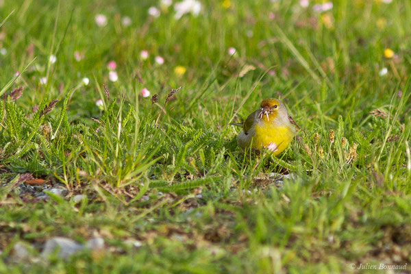 Venturon montagnard — Carduelis citrinella (Pallas, 1764), (Station de ski de La Pierre Saint-Martin, Arette, (64), France, le 18/05/2020)