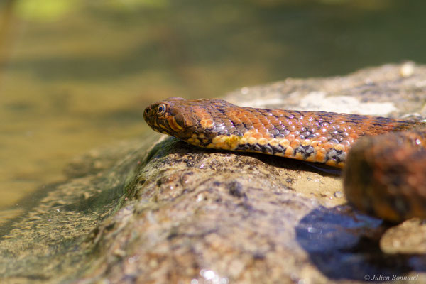 Couleuvre vipérine — Natrix maura (Linnaeus, 1758)