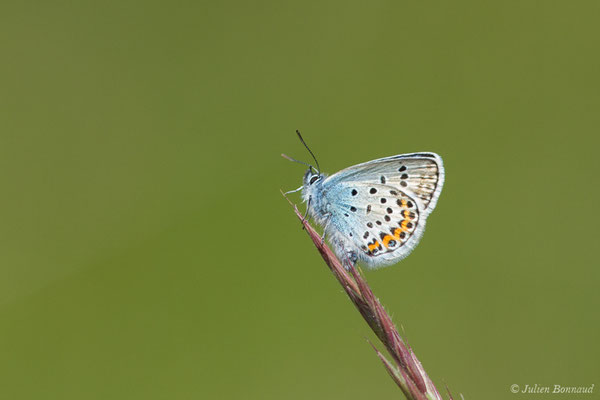 Petit argus — Plebejus argus (Linnaeus, 1758), (Pihourc, Saint-Godens (31), France, le 21/05/2018)