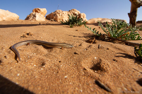 Seps mionecton — Chalcides mionecton (Boettger, 1874)