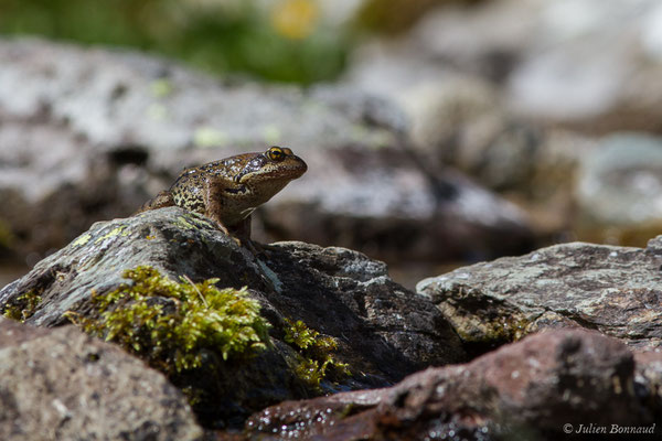 Grenouille rousse — Rana temporaria Linnaeus, 1758