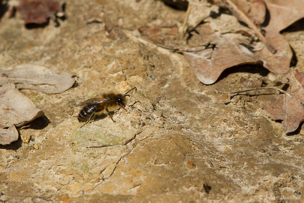 Collète lapin – Colletes cunicularius (Linnaeus, 1761), (Uzeins (64), France, le 16/02/2019)