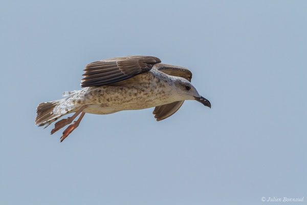 Goéland leucophée — Larus michahellis Naumann, JF, 1840, (Sagres (Vila do Bispo), Algarve (Portugal), le 29/08/2018)