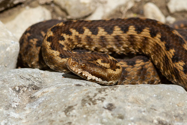 Vipère aspic de Zinniker – Vipera aspis zinnikeri (Kramer, 1958), (Urdos (64), France, le 07/05/2022)