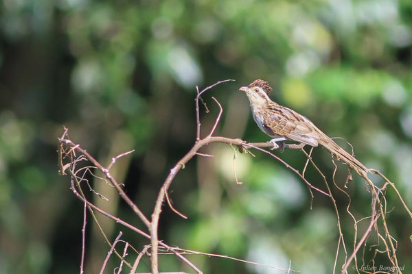 Géocoucou tacheté — Tapera naevia (Linnaeus, 1766)