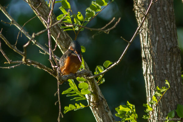 Martin-pêcheur d'Europe (Alcedo atthis) (Étauliers (33), France, le 23/06/2018)