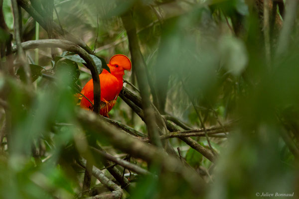 Coq-de-roche orange — Rupicola rupicola (Linnaeus, 1766)