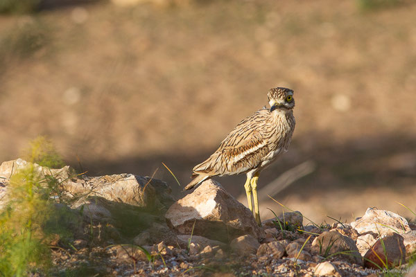 Œdicnème criard — Burhinus oedicnemus (Linnaeus, 1758), (Parc national de Souss-Massa, Sidi Binzarne, Maroc, le 02/02/2023)