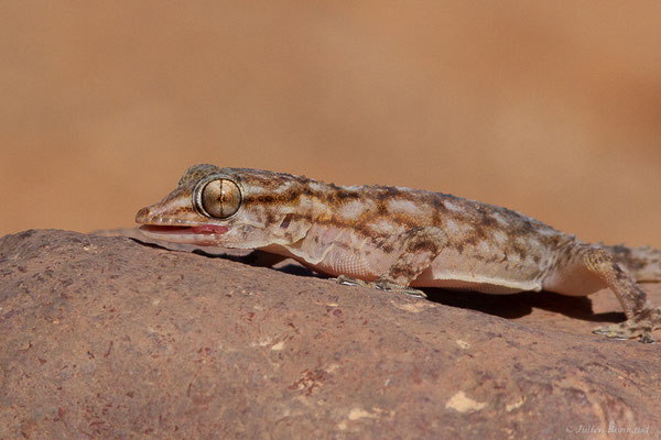 Tarente de Bôhme — Tarentola boehmei Joger, 1984