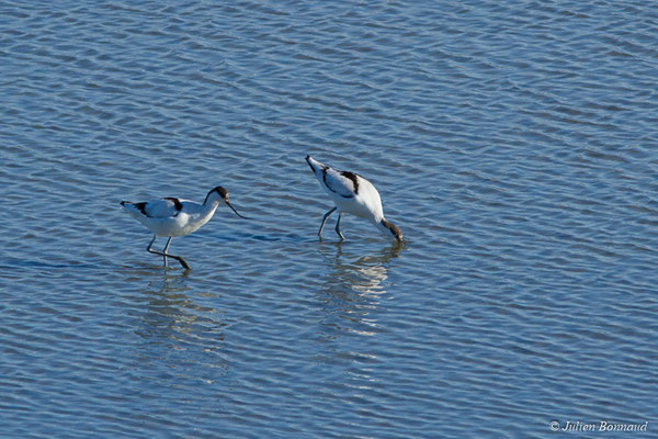 Avocette élégante — Recurvirostra avosetta Linnaeus, 1758, (réserve ornithologique du Teich (33), France, le 24/01/2018)