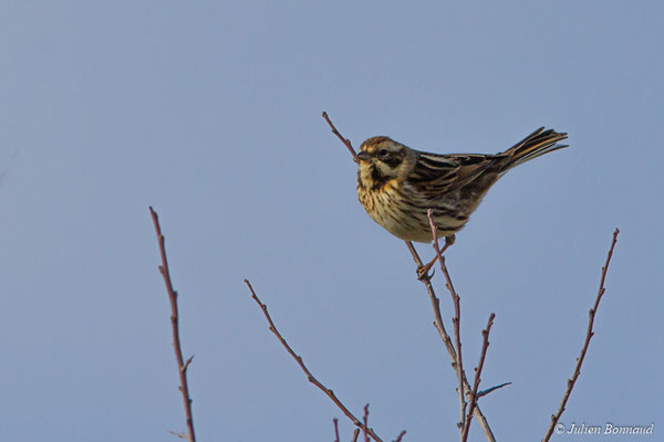 Bruant des roseaux — Emberiza schoeniclus (Linnaeus, 1758), (Baie de Saint-Brieuc, Hillion (22), France, le 22/02/2018)